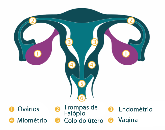 anatomia do útero.jpg