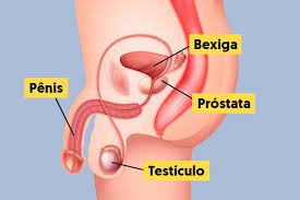 prostata.jpg